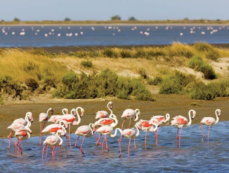 Camargue Region, Bouches-du-Rhône, Provence, France